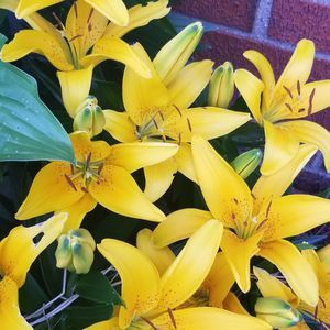 Meet your Posher, Betsy